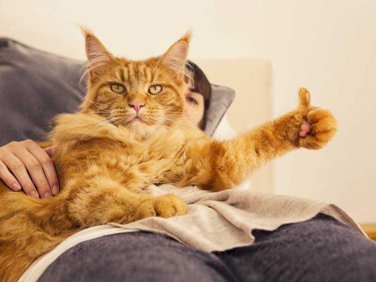 Rüyada Kedi İle Konuşmak - ruyandagor.com