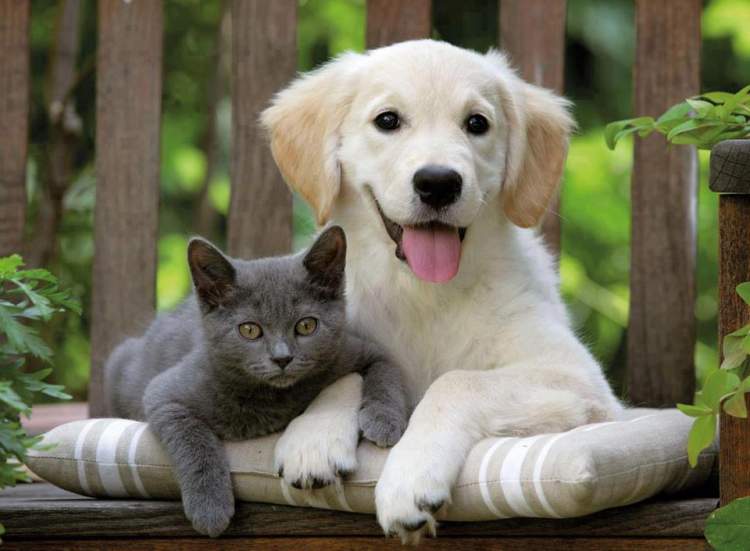 kedi ve köpek görmek