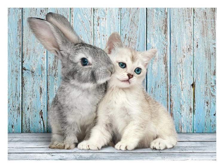 kedi ve tavşan görmek