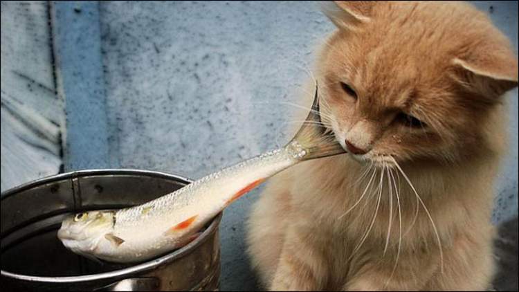 kedinin balık yediğini görmek