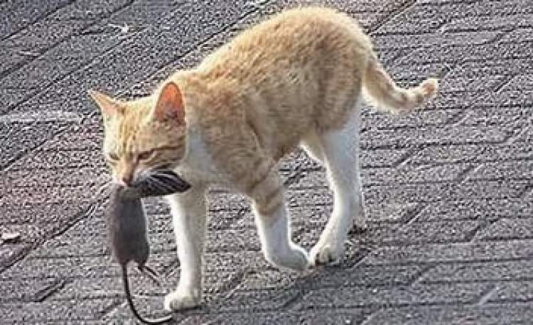 kedinin fare yakalaması
