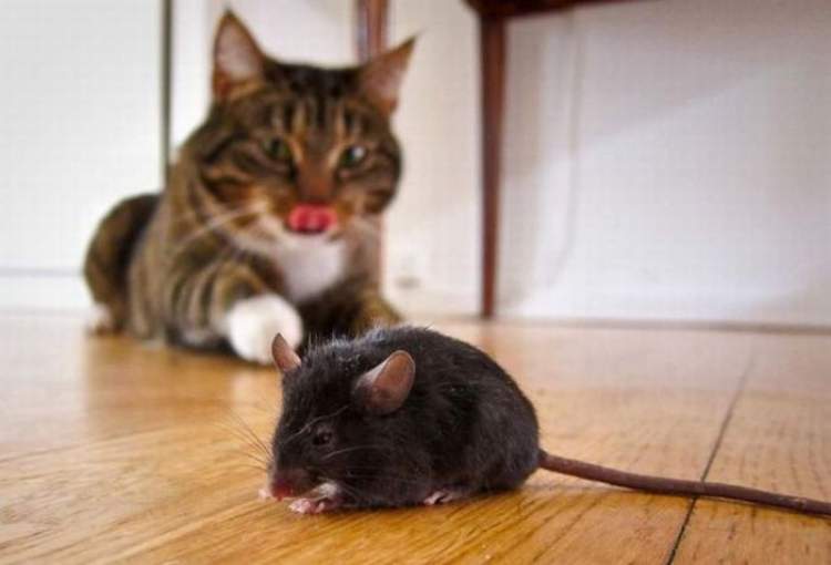 kedinin fare yediğini görmek