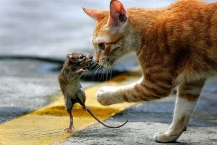 kedinin fareyi yemesi