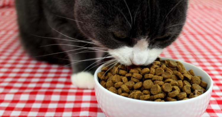 Rüyada Kedinin Yemek Yediğini Görmek - ruyandagor.com