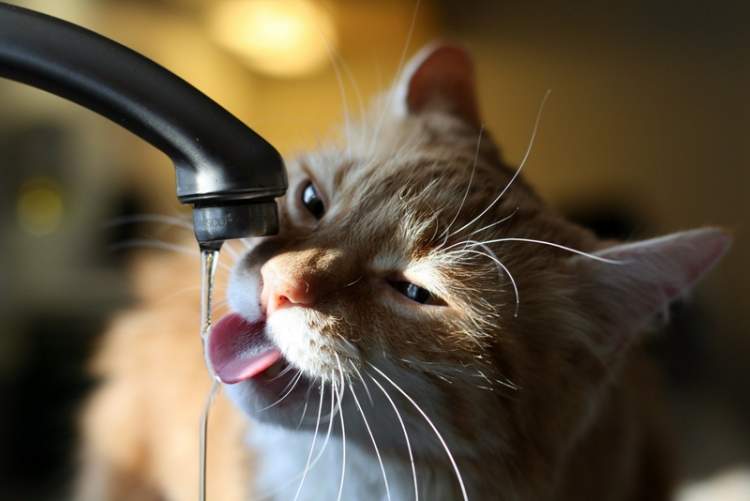 kediye su vermek