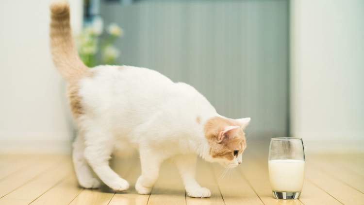 kediye süt verdiğini görmek