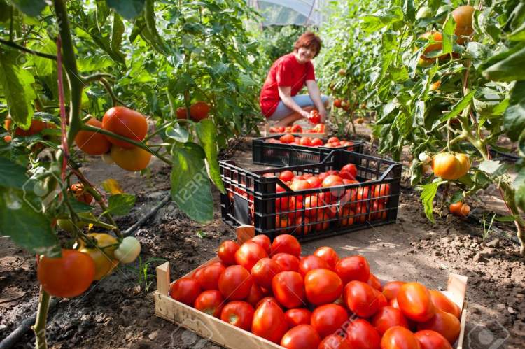 kırmızı domates topladığını görmek