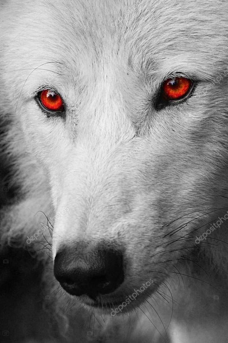 kırmızı gözlü köpek görmek