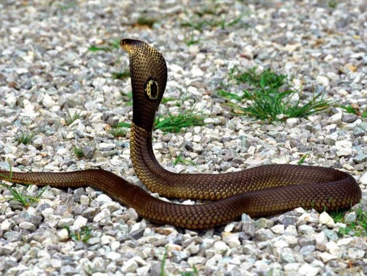 kobra yılan sokması