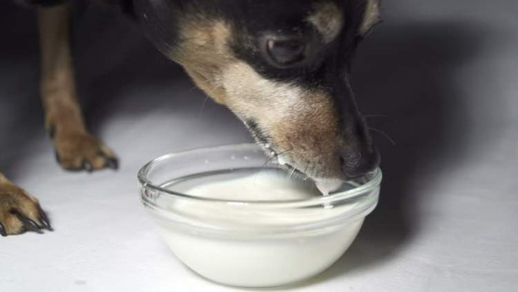 Rüyada Köpeğe Süt Vermek