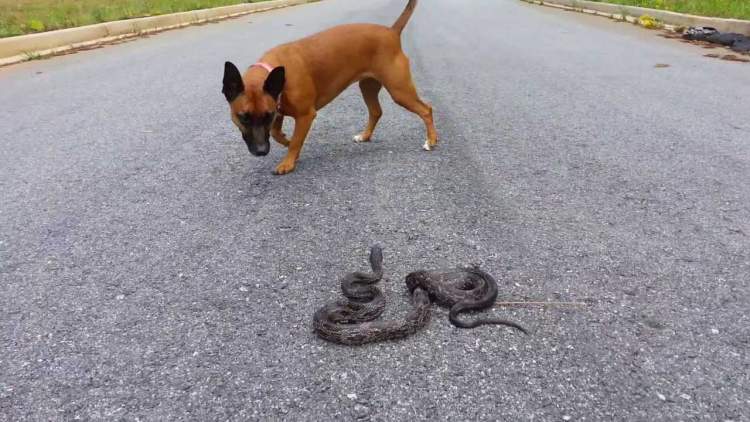 köpek ve yılan görmek