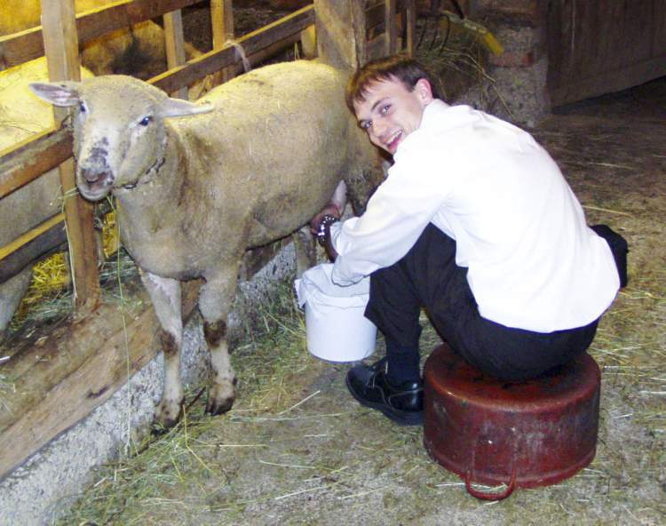 koyun sütü sağmak