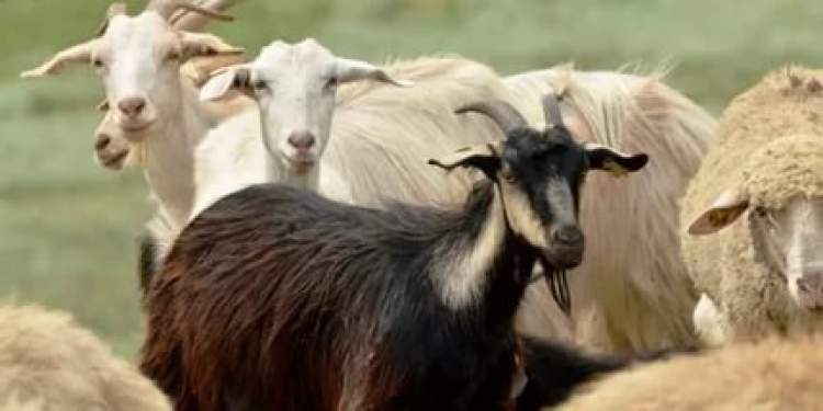 koyun ve keçi görmek