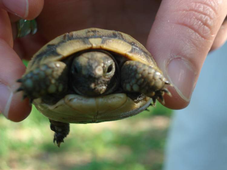 küçük kaplumbağa görmek
