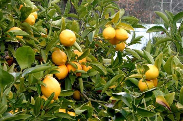 limon ağacından limon toplamak