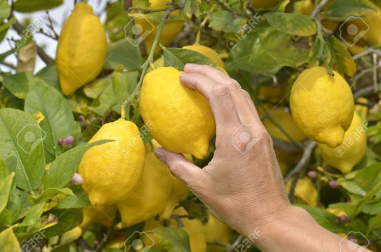 limon toplamak