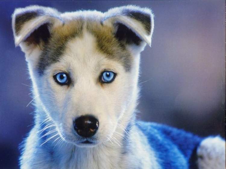 mavi gözlü köpek görmek