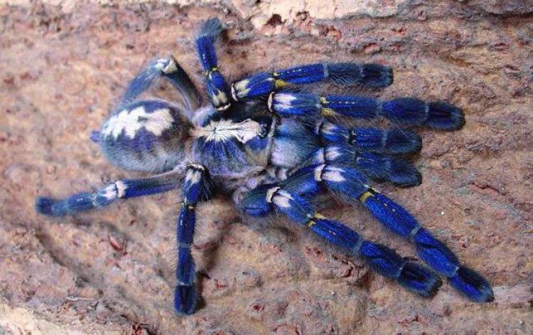 mavi örümcek görmek