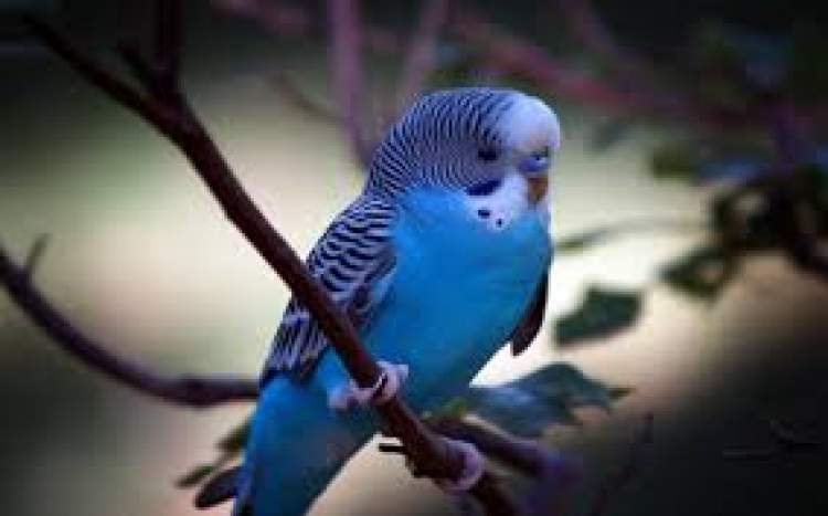 mavi papağan görmek
