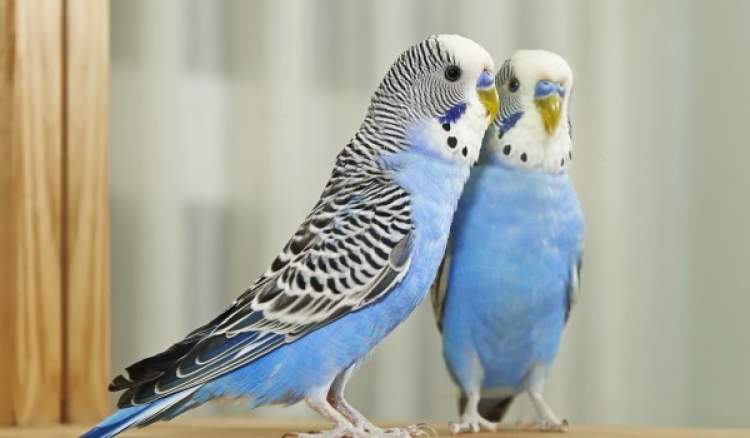 mavi renk muhabbet kuşu görmek