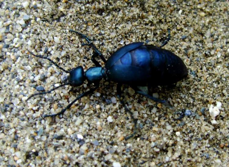 mavi renkli böcek görmek