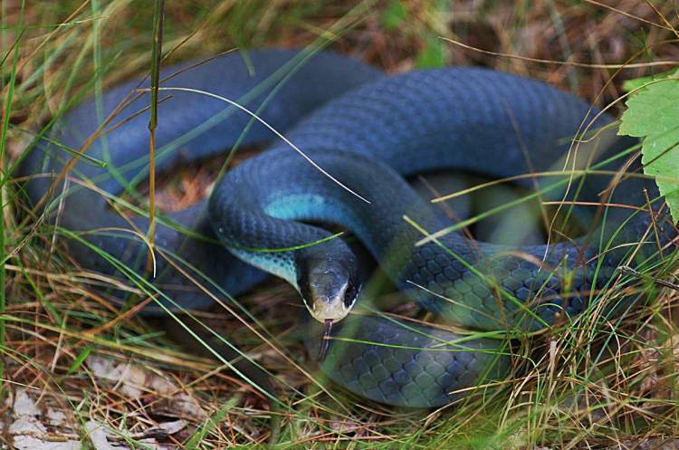 mavi renkli yılan görmek