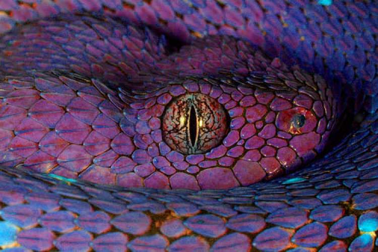 mor renkli yılan görmek