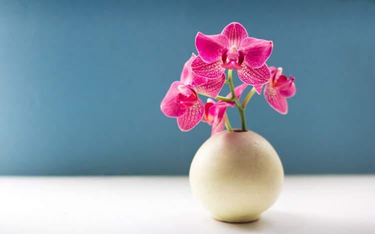 orkide çiçeği almak