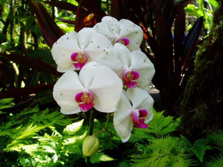orkide çiçek görmek