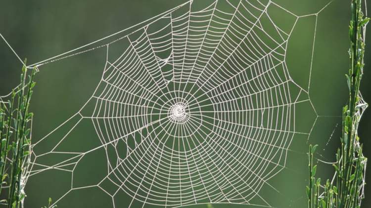 örümcek ağı görmek ve temizlemek