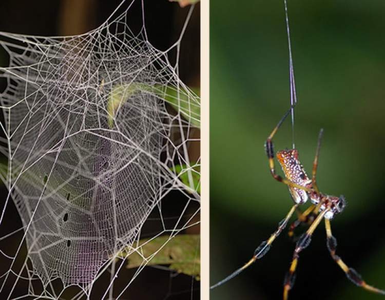 örümcek ve ağı görmek