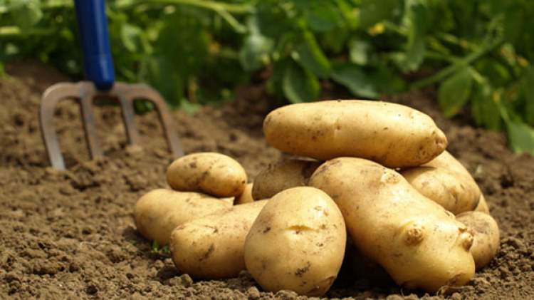 patates toplamak