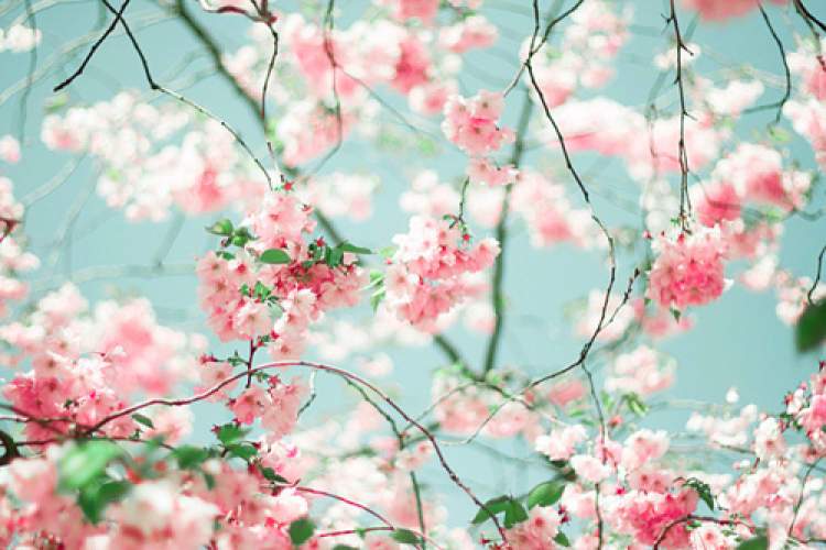 Rüyada Pembe Çiçek Açmış Ağaç Görmek - ruyandagor.com