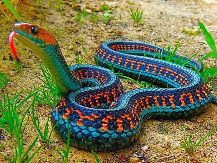 rengarenk yılan görmek