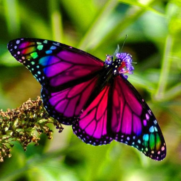 Rüyada Renkli Kelebek Görmek