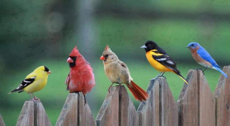 Rüyada Renkli Kuşlar Görmek