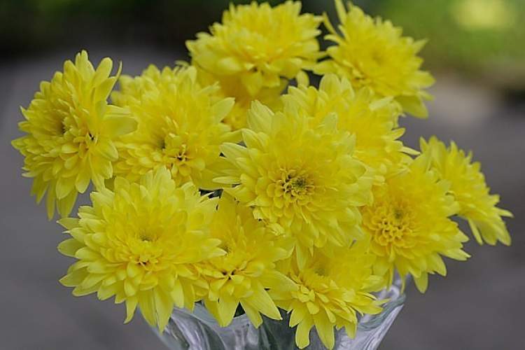 Rüyada Sarı Çiçek Buketi Görmek - ruyandagor.com