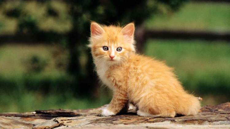 Rüyada Sarı Kedi Yavrusu Görmek - ruyandagor.com