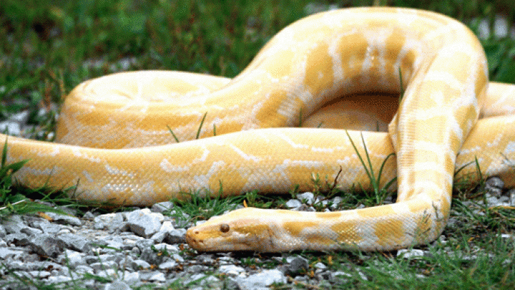 sarı renkli yılan görmek