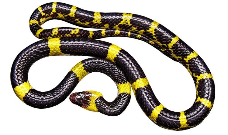 sarı ve siyah yılan görmek