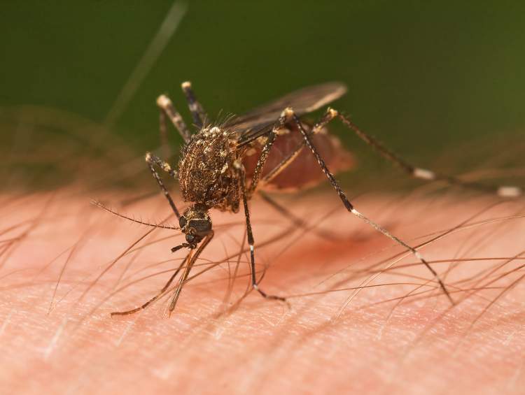 sivrisinek sürüsü görmek