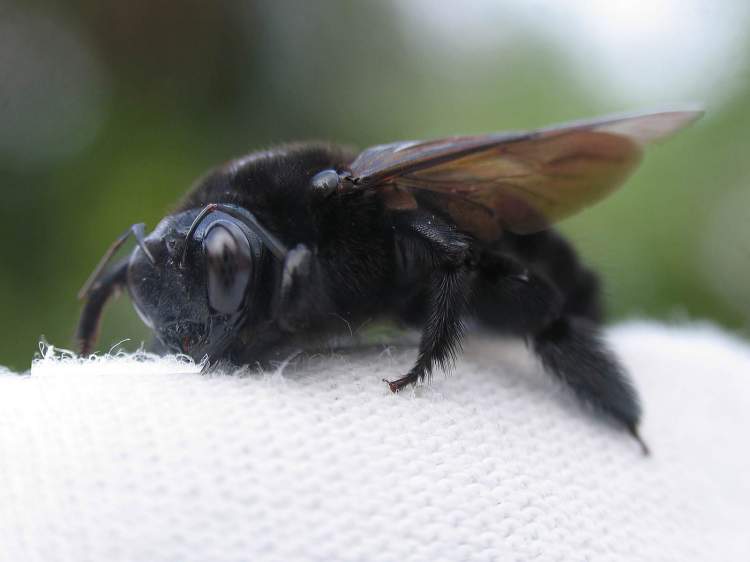 siyah arı görmek