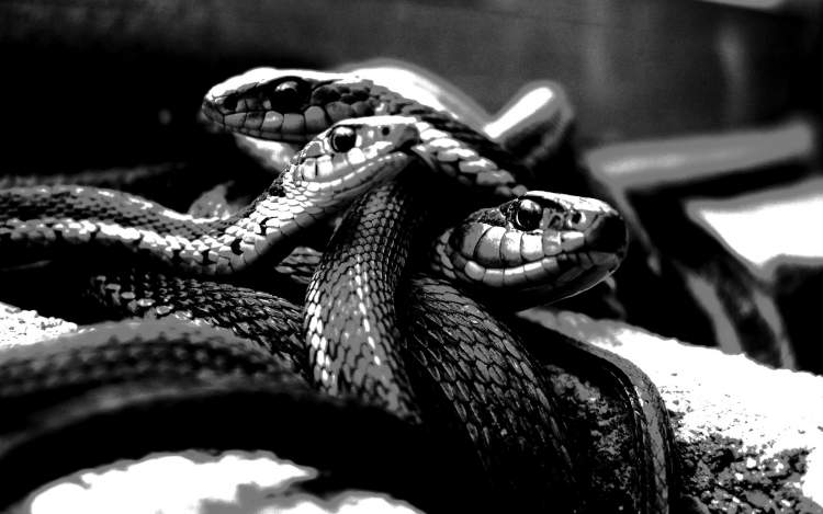 siyah beyaz çizgili yılan görmek