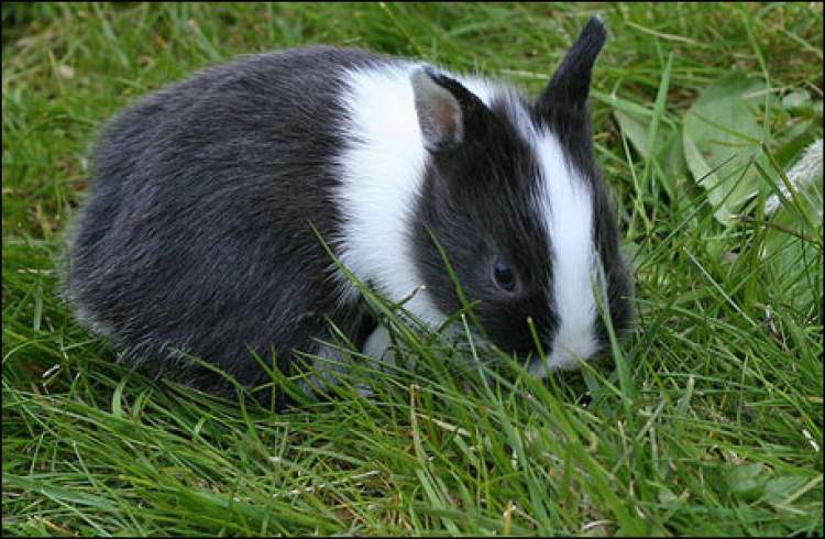 siyah beyaz tavşan görmek