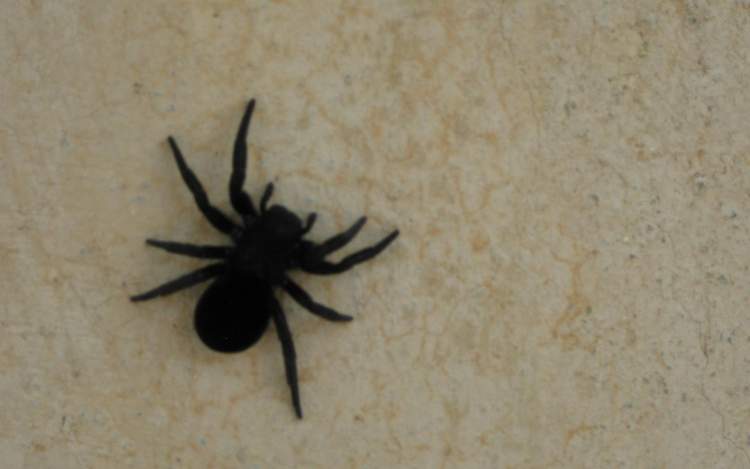 Rüyada Siyah Büyük Örümcek Görmek - ruyandagor.com