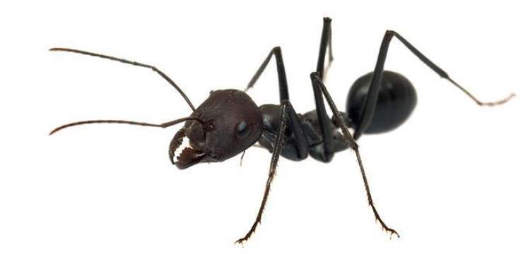siyah karınca görmek