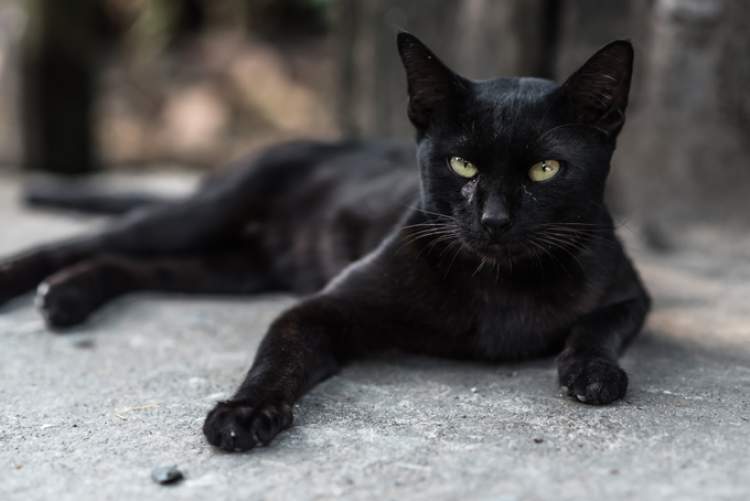 siyah kedi görmek