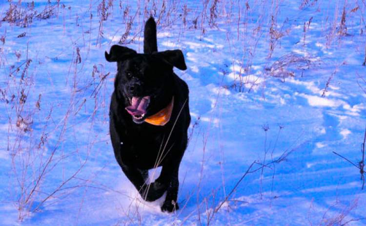 siyah köpek kovalaması
