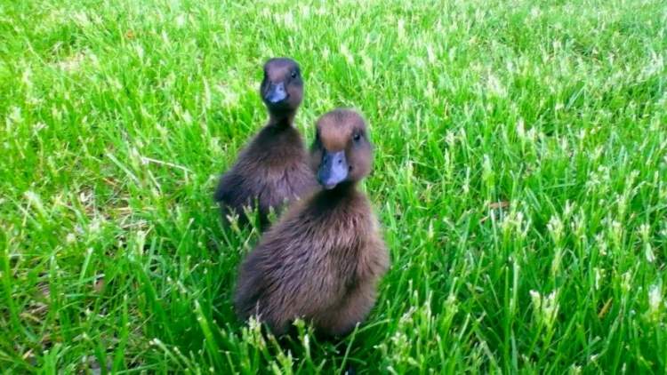 siyah ördek yavrusu görmek