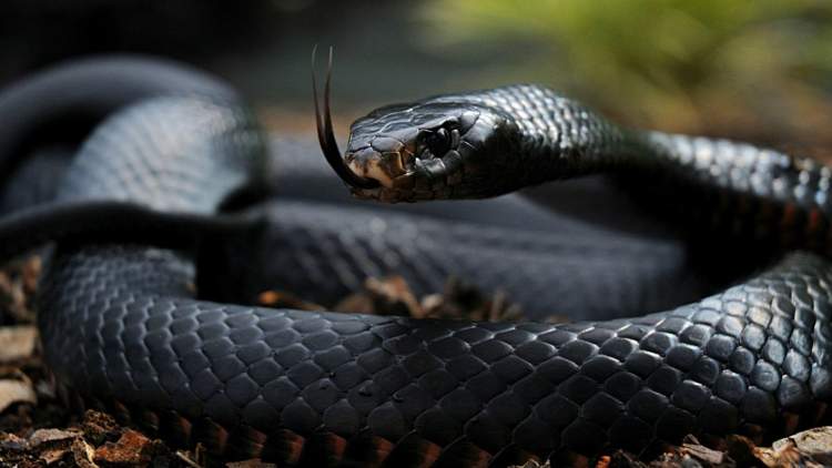 siyah uzun yılan görmek